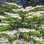 Japanskt Olvon - Viburnum plicatum f. tomentosum Mariesii (Storlek: 90 stam C7,5)
