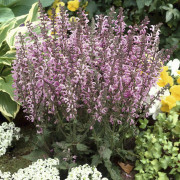 Ängssalvia - Salvia pratensis Rose Rhapsody (Krukstorlek: 0,5-1L)