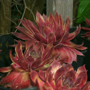 Taklök - Sempervivum hybr. Red Chief (Krukstorlek: 0,5-1L)