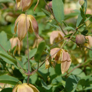 Gullklematis - Clematis tangutica My Angel ®