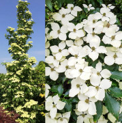 Koreansk Blomsterkornell - Cornus kousa Flower Tower (Storlek: 60-80 co)