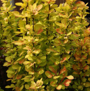 Pelarberberis - Berberis thunbergii Maria ® (Storlek: 30-40 C3)