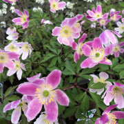 Vitsippa - Anemone nemorosa Ice and Fire (Krukstorlek: 0,5-1L)