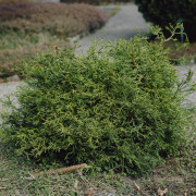 Japansk Ädelcypress - Chamaecyparis obtusa Tsatsumi Gold (Storlek: 20-25 C2,5)