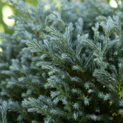 Ärtcypress - Chamaecyparis pisifera Blue Moon ® (Storlek: 20-25 C3)