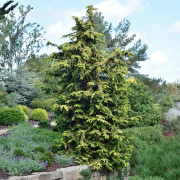 Japansk Ädelcypress - Chamaecyparis obtusa Fernspray Gold (Storlek: 20-25 C3)