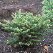 Granplantor