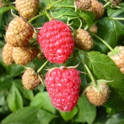 Hösthallon - Rubus idaeus Aroma Queen ® (Storlek: C5)