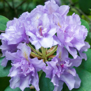 Parkrododendron - Rhododendron hybr. Fastuosum Flore Pleno (Storlek: 30-40 C5)