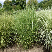 Zebragräs - Miscanthus sinensis Strictus (Krukstorlek: 2L)