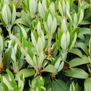 Dalirododendron - Rhododendron taliense Honigduft (Storlek: 40-50 C5)
