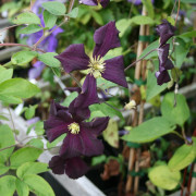 Jackmanklematis - Clematis jackmanii Romantika (Storlek: C2)