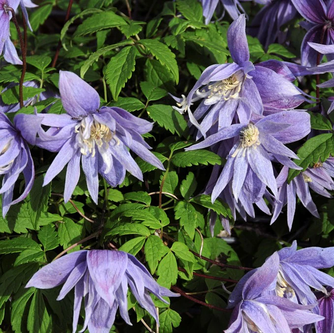 Kronklematis - Clematis macropetala