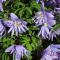 Kronklematis - Clematis macropetala