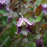 Parmaklematis