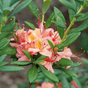 Sommar Azalea - Rhododendron viscosum hybr. Framingham (Storlek: 40-50 C5)