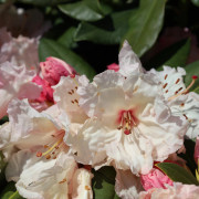 Rododendron - Rhododendron wardii hybr. Virginia Richards (Storlek: 30-40 C5)