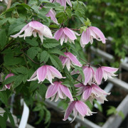 Klematis - Clematis atragene Propertius (Storlek: C2)