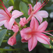 Sommar Azalea - Rhododendron viscosum hybr. Pink and Sweet (Storlek: 40-50 C5)