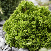 Japansk Ädelcypress - Chamaecyparis obtusa Butterball (Storlek: 15-20 C2)
