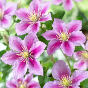 Klematis Storblommig - Clematis patens Piilu (Storlek: C2)