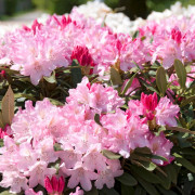 Rododendron - Rhododendron yak. hybr. Pink Cherub (Storlek: 25-30 C5)