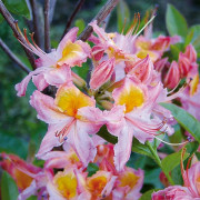 Sommar Azalea - Rhododendron viscosum hybr. Quiet Thoughts (Storlek: 40-50 C5)