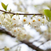 Snödroppsträd - Halesia carolina (Storlek: utr 125-150 co)