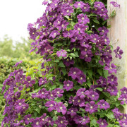 Italiensk Klematis - Clematis viticella Étoile Violette (Storlek: C2)