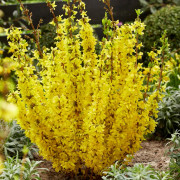 Hybridforsythia - Forsythia x intermedia Mikador ® (Storlek: busk C5)