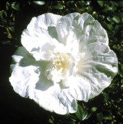 Frilandshibiskus - Hibiscus syriacus White Chiffon ® (Storlek: busk C2)