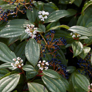 Davidsolvon - Viburnum davidii (Storlek: 20-25 C2)