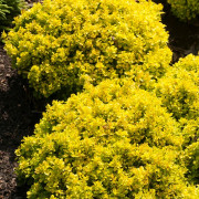 Dvärgberberis - Berberis thunbergii Tiny Gold ® (Storlek: busk C2)