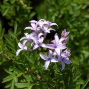 Jasminsyren - Syringa x laciniata (persica Laciniata) (Storlek: 30-40 C4)
