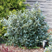 Mellan Häxal - Fothergilla x intermedia Blue Shadow ® (Storlek: 40-50 C6)