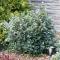 Mellan Häxal - Fothergilla x intermedia Blue Shadow ® (Storlek: 40-50 C6)