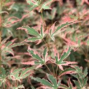 Japansk Lönn - Acer palmatum Taylor ® (Storlek: busk C3)