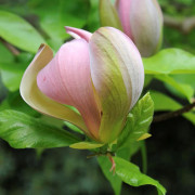 Brooklynmagnolia - Magnolia x brooklynensis Woodsman (Storlek: 40-50 C3)