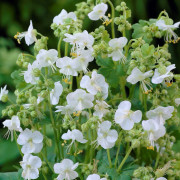 Flocknäva - Geranium macrorrhizum White Ness (Krukstorlek: 0,5-1L)