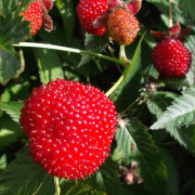 Jordgubbshallon - Rubus illecebrosus (Storlek: C2)