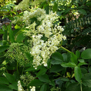 Fläder - Sambucus nigra Samyl (Storlek: busk C3,5)