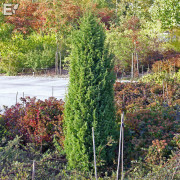 Pelaren - Juniperus communis Vemboö E (Storlek: 40-50 co)