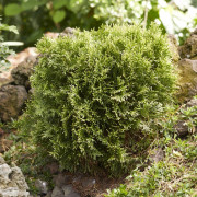 Klottuja - Thuja occidentalis Miss Frosty ® (Storlek: 20-25 C3)