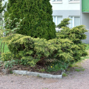 Trädgårdsen - Juniperus x pfitzeriana Gold Star (Storlek: 20-25 C2)