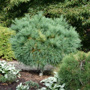 Weymouthtall - Pinus strobus Minima (Storlek: 25-30 C3)