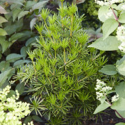 Tallplantor