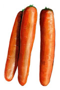 Morot Sommar Early Nantes - Daucus carota subsp. sativus Early Nantes