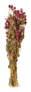 Bukett Gomphrena Torkad 55cm Rosa