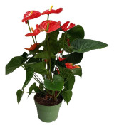 Rosenkalla - Anthurium 'Madural Red' - Höjd 55-70cm - ø17cm