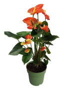 Rosenkalla - Anthurium 'Madural Orange' - Höjd 55-70cm - ø17cm